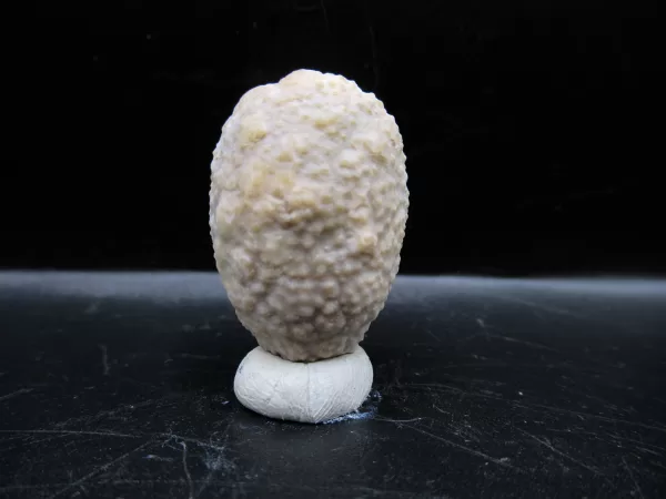 Genuine Silurian Age Holocystites Cystoid from Indiana for Sale #50a