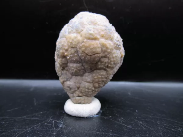 Genuine Silurian Age Holocystites Cystoid from Indiana for Sale #51a