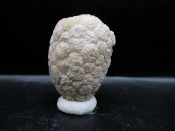 Genuine Silurian Age Holocystites Cystoid from Indiana for Sale #53