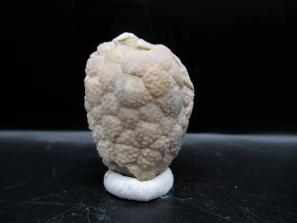 Genuine Silurian Age Holocystites Cystoid from Indiana for Sale #53a