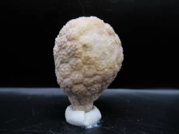 Genuine Silurian Age Holocystites Cystoid from Indiana for Sale #54a