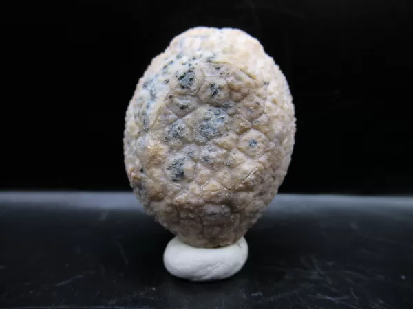 Genuine Silurian Age Holocystites Cystoid from Indiana for Sale #56a