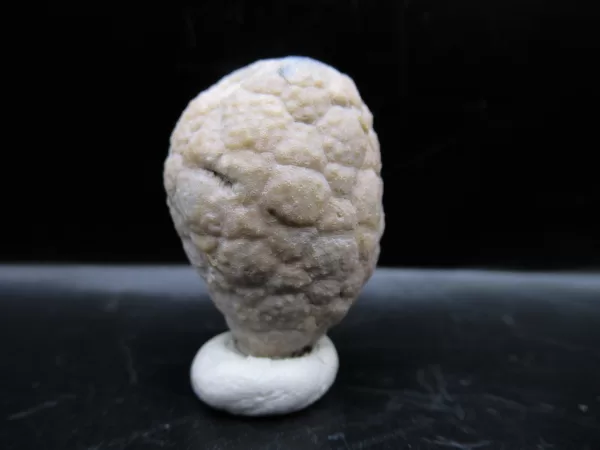 Genuine Silurian Age Holocystites Cystoid from Indiana for Sale #58