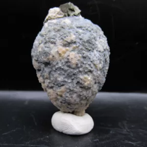 Genuine Silurian Age Holocystites Cystoid from Indiana for Sale #59