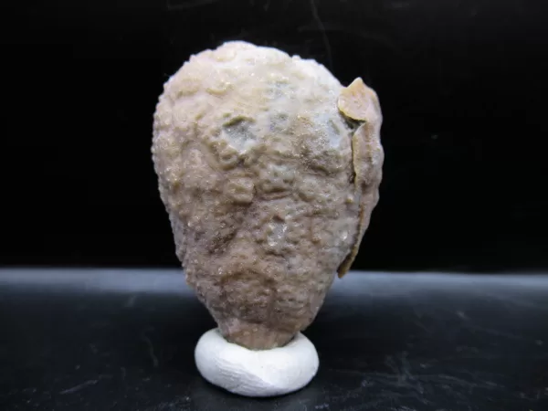 Genuine Silurian Age Holocystites Cystoid from Indiana for Sale #60a