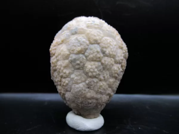 Genuine Silurian Age Holocystites Cystoid from Indiana for Sale #61