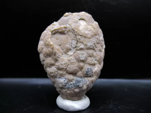 Genuine Silurian Age Holocystites Cystoid from Indiana for Sale #61a