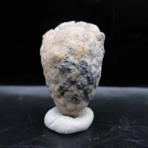 Genuine Silurian Age Holocystites Cystoid from Indiana for Sale #64