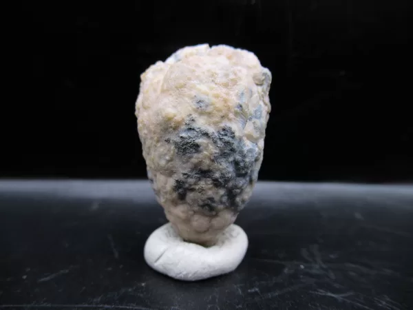 Genuine Silurian Age Holocystites Cystoid from Indiana for Sale #64