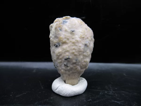 Genuine Silurian Age Holocystites Cystoid from Indiana for Sale #64a