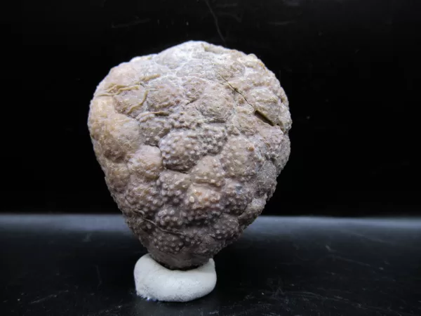 Genuine Silurian Age Holocystites Cystoid from Indiana for Sale #65a