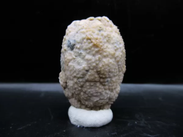 Genuine Silurian Age Holocystites Cystoid from Indiana for Sale #66