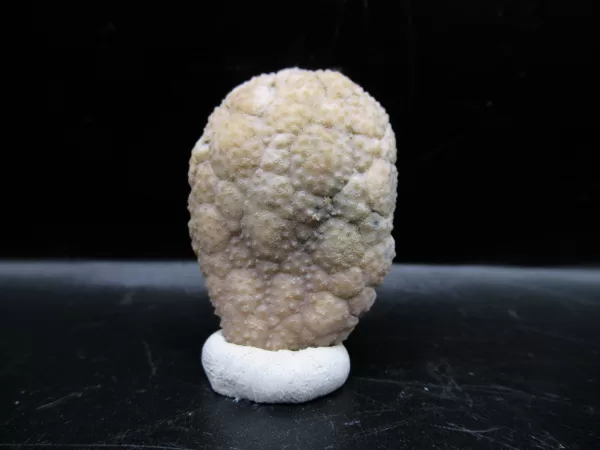 Genuine Silurian Age Holocystites Cystoid from Indiana for Sale #66a