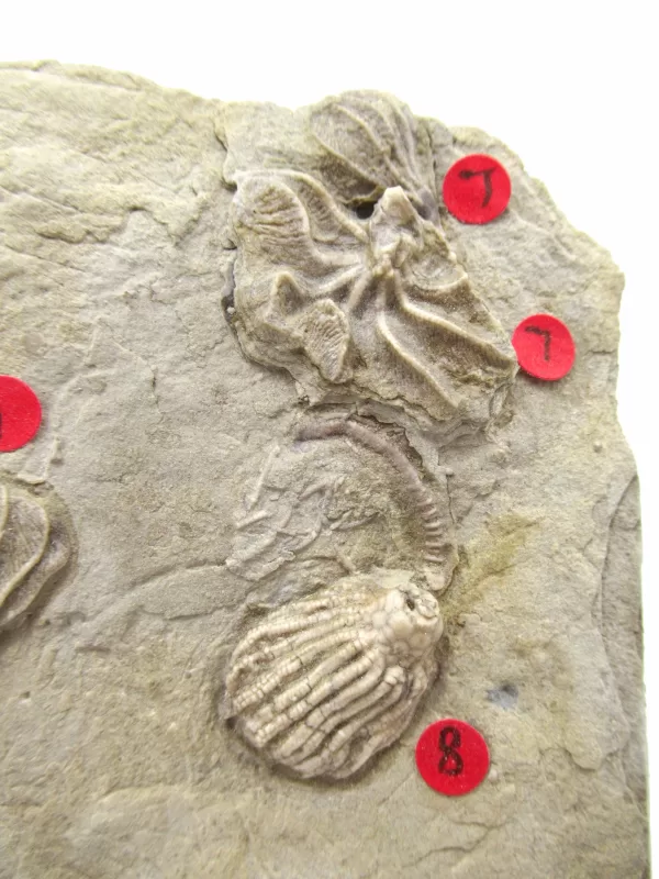 General Crinoid Fossils For Sale- Gilmore City Iowa Mississippian Crinoid Plate #110f