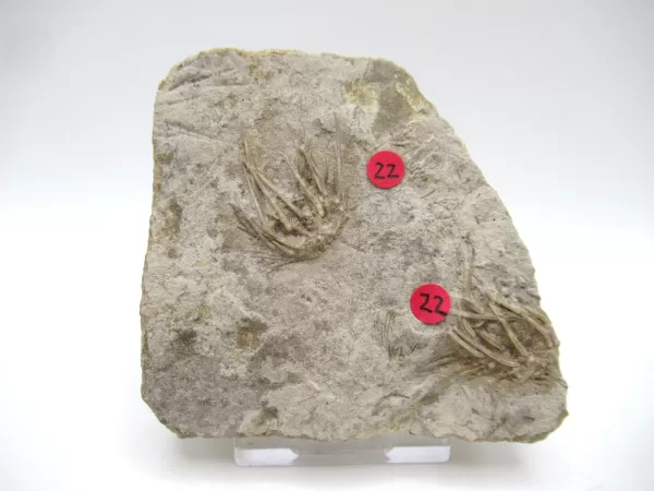 General Echinoid Fossils For Sale- Gilmore City Iowa Mississippian Echinoid #23