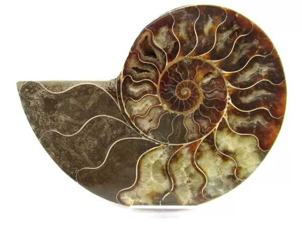 Genuine Ammonite For Sale- Lg. Madagascar Cleoniceras Ammonite Pair #9b