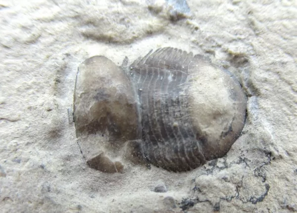 Genuine Trilobite For Sale- New York Silurian Bumastus ioxus Trilobite #1a