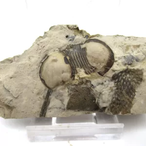 Genuine Trilobite For Sale- New York Silurian Bumastus ioxus Trilobite #5