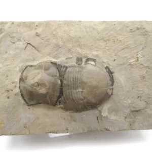 Genuine Trilobite For Sale- New York Silurian Bumastus ioxus Trilobite #6