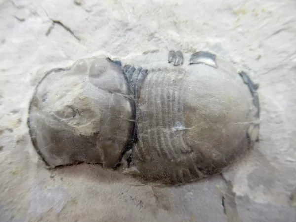 Genuine Trilobite For Sale- New York Silurian Bumastus ioxus Trilobite #6a