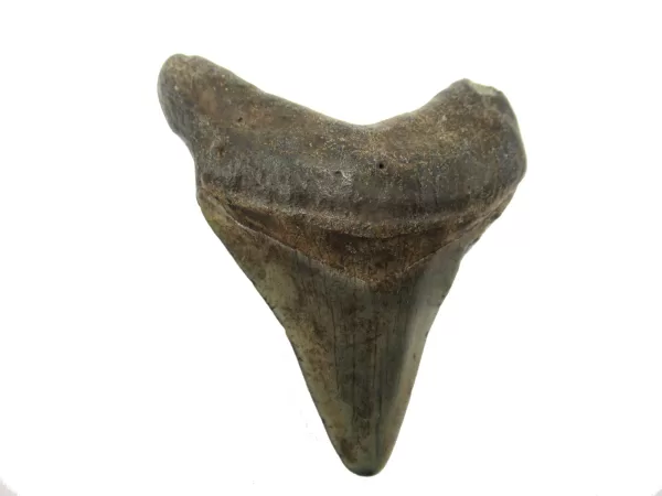 Genuine Megalodon Shark Teeth For Sale- South Caroline Miocene Megalodon Shark Tooth #33a