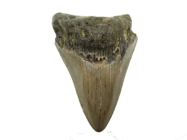 Genuine Megalodon Shark Teeth For Sale- South Caroline Miocene Megalodon Shark Tooth #45a