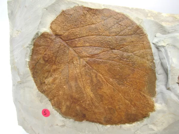 General Leaf Plate Fossils For Sale- Glendive Montana Paleocene Leaf Plate #116a