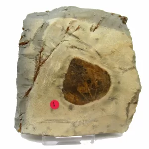 General Leaf Plate Fossils For Sale- Glendive Montana Paleocene Leaf Plate #96