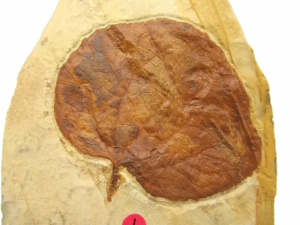 General Leaf Plate Fossils For Sale- Glendive Montana Paleocene Leaf Plate #97a