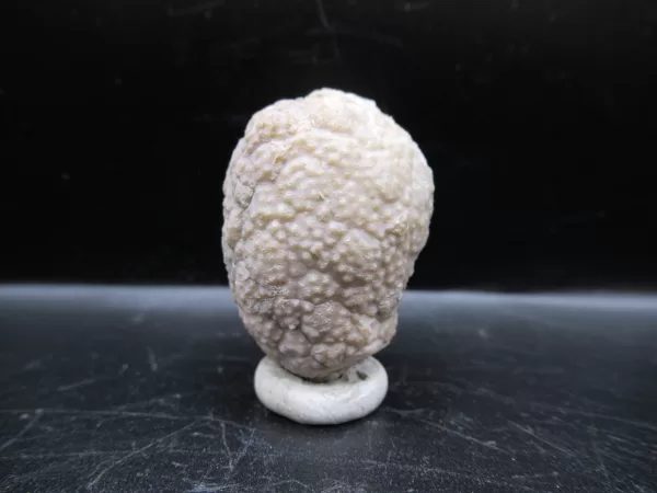 Genuine Silurian Age Holocystites Cystoid from Indiana for Sale #16a