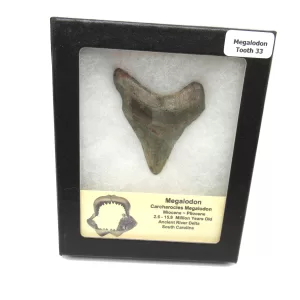 Genuine Megalodon Shark Teeth For Sale- South Caroline Miocene Megalodon Shark Tooth #33