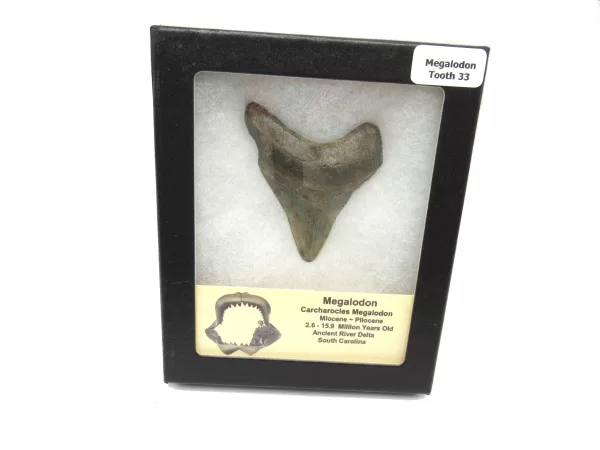 Genuine Megalodon Shark Teeth For Sale- South Caroline Miocene Megalodon Shark Tooth #33