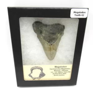 Genuine Megalodon Shark Teeth For Sale- South Caroline Miocene Megalodon Shark Tooth #42