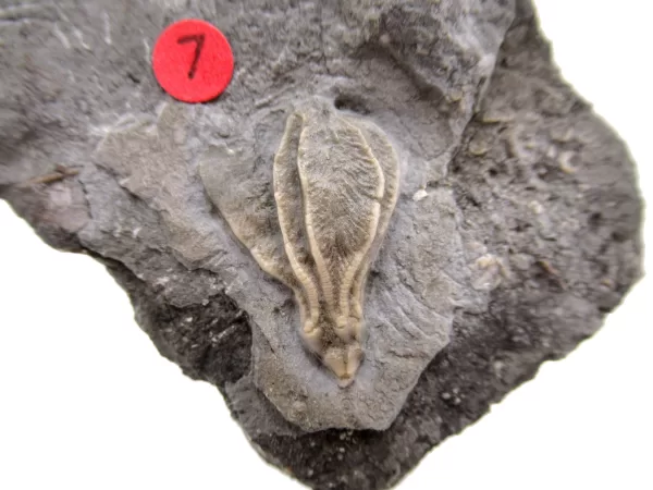 General Crinoid Fossils For Sale- Gilmore City Iowa Mississippian Crinoid Plate #120a