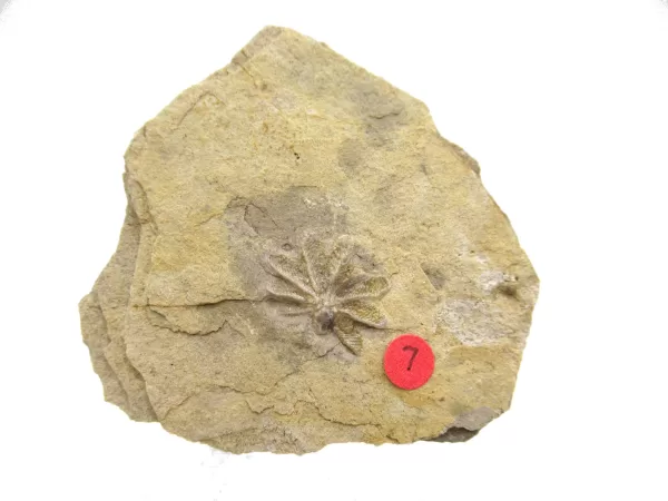 General Crinoid Fossils For Sale- Gilmore City Iowa Mississippian Crinoid Plate #122