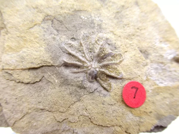 General Crinoid Fossils For Sale- Gilmore City Iowa Mississippian Crinoid Plate #122a