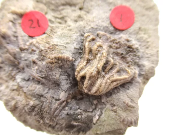 General Crinoid Fossils For Sale- Gilmore City Iowa Mississippian Crinoid Plate #125a