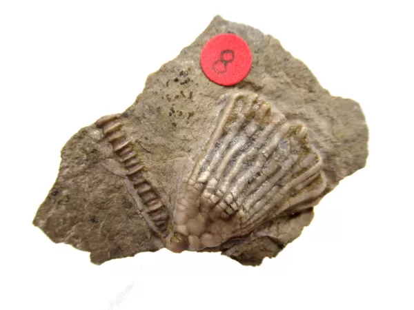 General Crinoid Fossils For Sale- Gilmore City Iowa Mississippian Crinoid Plate #131