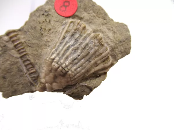 General Crinoid Fossils For Sale- Gilmore City Iowa Mississippian Crinoid Plate #131a