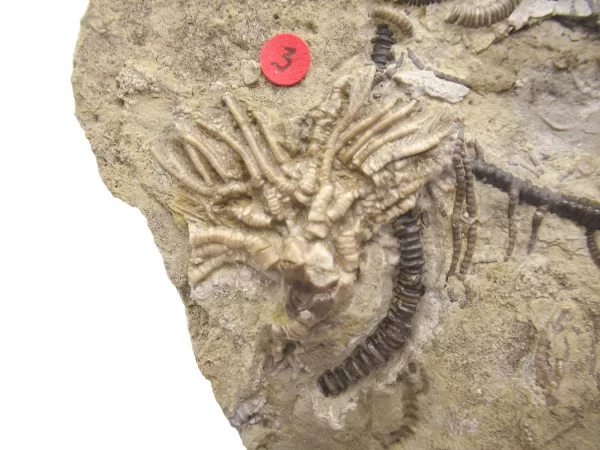 General Crinoid Fossils For Sale- Gilmore City Iowa Mississippian Crinoid Plate #133a