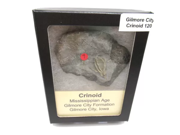 General Crinoid Fossils For Sale- Gilmore City Iowa Mississippian Crinoid Plate #R120