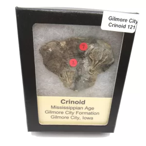 General Crinoid Fossils For Sale- Gilmore City Iowa Mississippian Crinoid Plate #R121