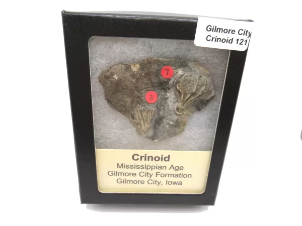 General Crinoid Fossils For Sale- Gilmore City Iowa Mississippian Crinoid Plate #R121