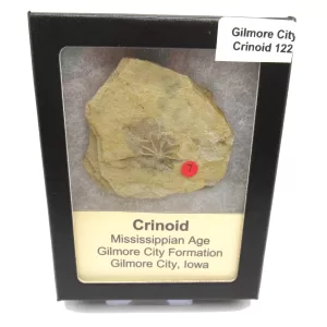 General Crinoid Fossils For Sale- Gilmore City Iowa Mississippian Crinoid Plate #R122