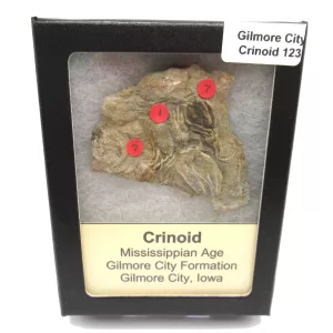 General Crinoid Fossils For Sale- Gilmore City Iowa Mississippian Crinoid Plate #R123