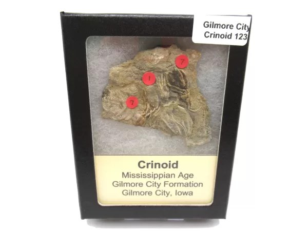 General Crinoid Fossils For Sale- Gilmore City Iowa Mississippian Crinoid Plate #R123