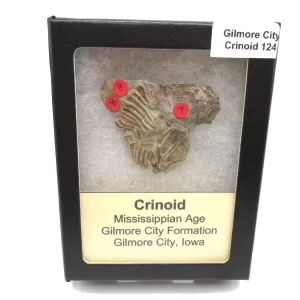 General Crinoid Fossils For Sale- Gilmore City Iowa Mississippian Crinoid Plate #R124