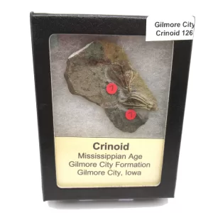 General Crinoid Fossils For Sale- Gilmore City Iowa Mississippian Crinoid Plate #R126