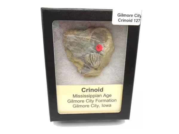 General Crinoid Fossils For Sale- Gilmore City Iowa Mississippian Crinoid Plate #R127