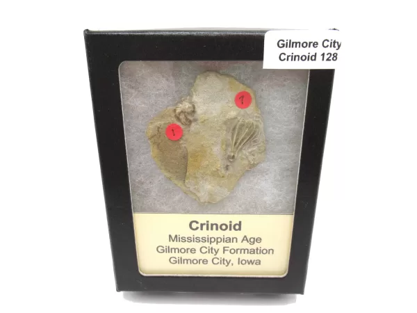 General Crinoid Fossils For Sale- Gilmore City Iowa Mississippian Crinoid Plate #R128